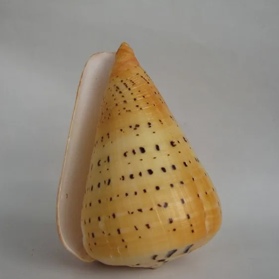 

Super yellow corn screw concha shells surprise birthday gift aquarium gift sea shells nautical decor