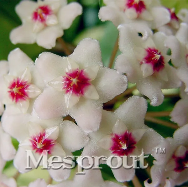 

Rare Hoya kerrii Bonsai Balcony Flower Hoya kerrii Bonsai Beautiful Garden Orchids Bonsai -100 PCS free shipping