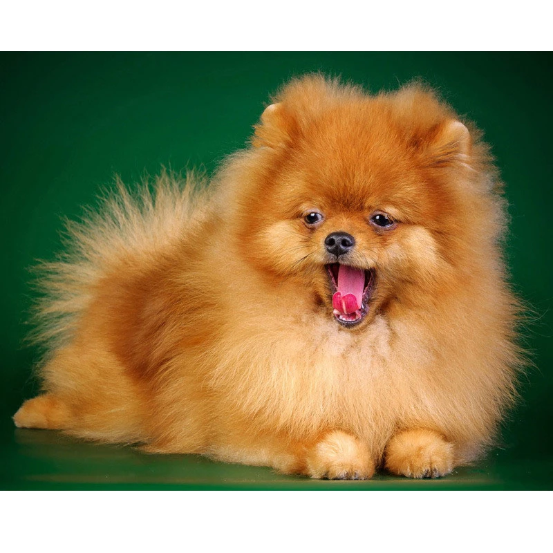 bernese mountain dog puppies for sale trading post