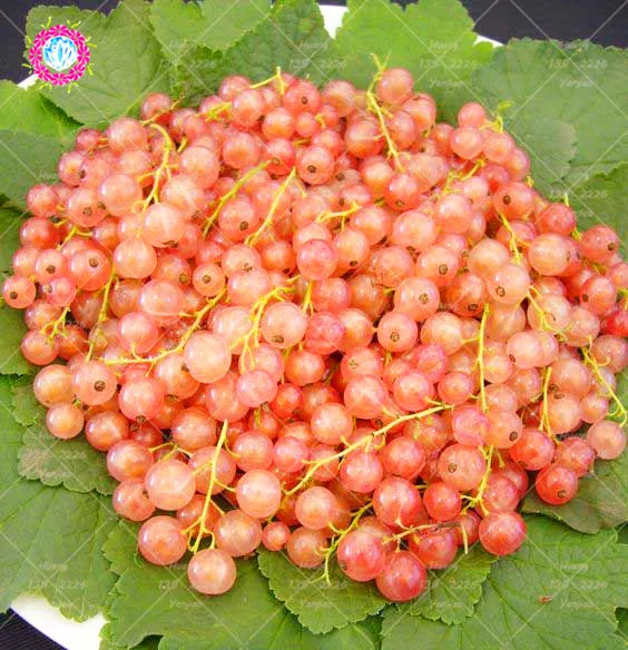 

120Pcs/Bag Red Currant Fruit bonsai Plant Pan American Gooseberry plsnt Lantern Fruit plant Perennial Family Fruit Garden