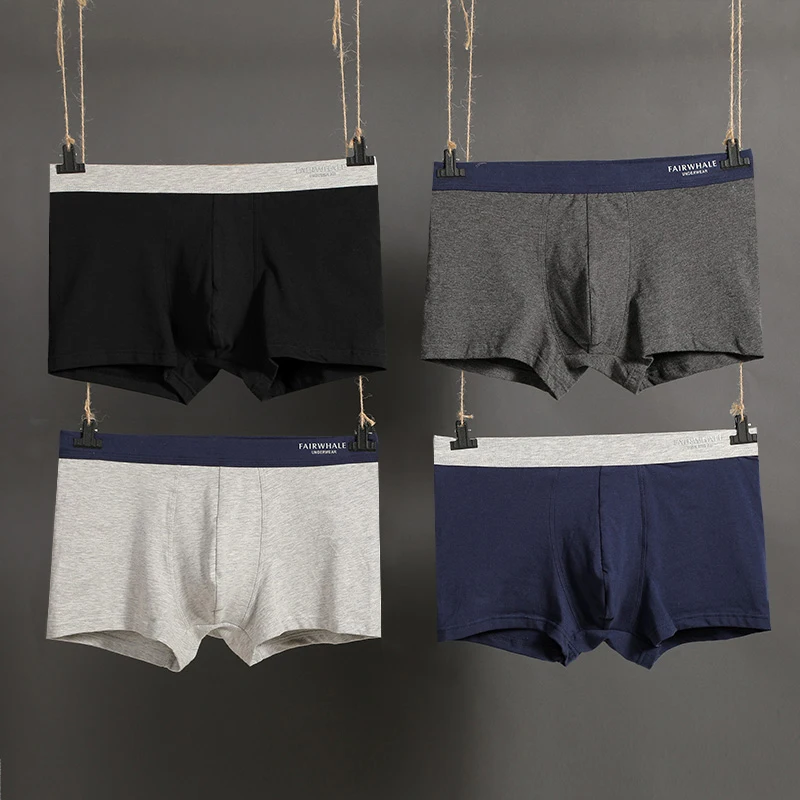 boxer (7)