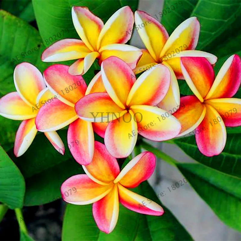 20 шт./пакет разные цвета Frangipani Плюмерия красная Цветок flores, многолетнее растение бонсай растения для дома и садовое насаждение - Цвет: 12