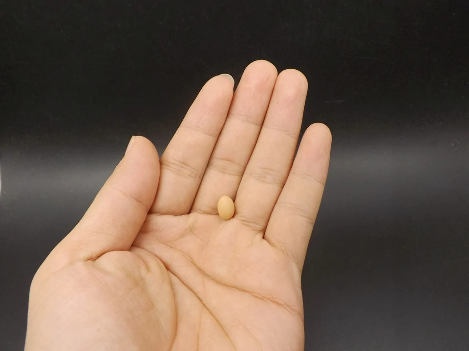 Tiny-A025Egg (4)