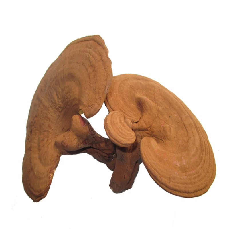 Высокое Качество 150 г Грибов Рейши Ganoderma Lucidum Китайские Травы Panax Lingzhi Повышают