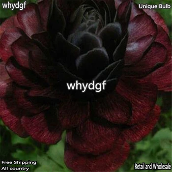 

Ngryise 10Pcs A Set Ranunculus asiaticus Bulb