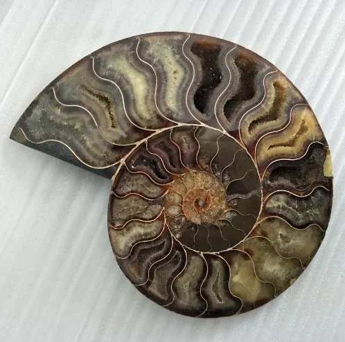 Natural Iridescent Ammonite Ammolite Facet Specimen Madagascar Fossil 35MM I4V6 