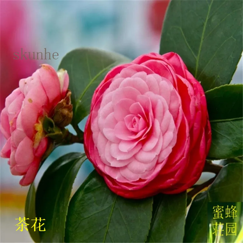 

camellia tree sea pomegranate camellia bonsais 3pcs(cha hua)