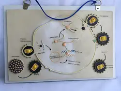 Модель роста и воспроизводства в связи с вирусом, Школьное преподавание биологии, медицинский анатомический образец, вихревая Анатомия