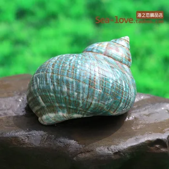 

Large Green Snail Natural Conch Shell Aquarium Landscaping Home Decoration Collection Sea Snail Specimens Mediterranean Crafts