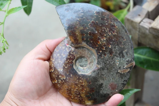 Best Price 424g color FOSSILIZED SNAIL AMMONITE MINERAL  . MULTI-COLOR FIRE+standing