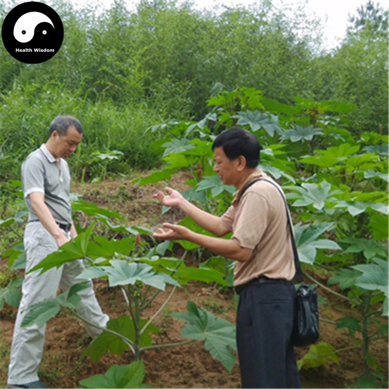 Buy Yamanashi Fruit Tree Seeds Plant Sorb Pear For Chinese Pyrus Shan Li Buy Yamanashi Fruit Tree Seeds Plant Sorb Pear For Chinese Pyrus Shan Li
