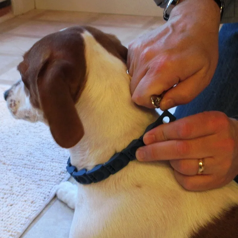 perfect command collar 1