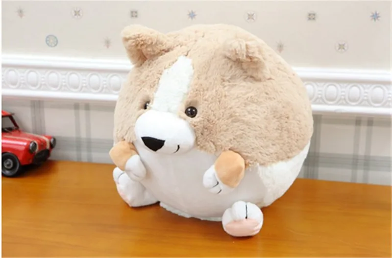 Corgi dog6