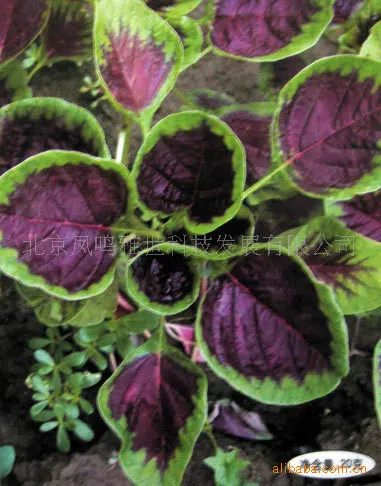 

Hot Bonus Amaranth bonsai Vegetable bonsai 100pcs
