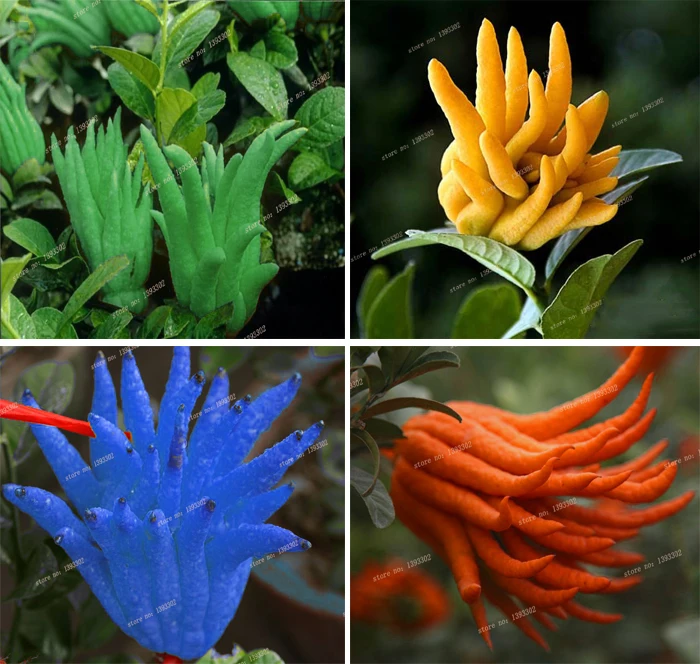 

BONSAI Plants 100pcs/Bag Bergamot Family Potted Plants Colourful Buddha Hand Purify Air