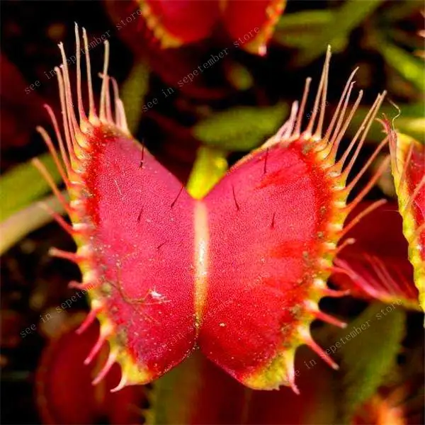 500 PCS hot-selling Potted Insectivorous Dionaea Muscipula Giant Clip Flytrap bonsais Carnivorous Plant Diy Plant Semente