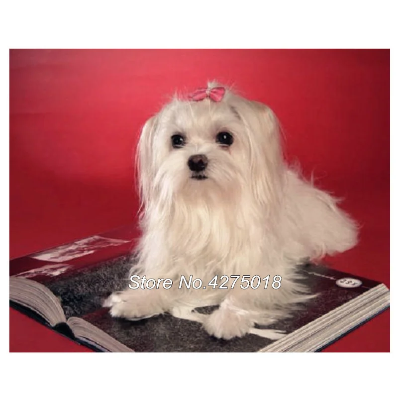 yorkshire terrier dog