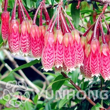 

Radish tree ,Bonsai The Budding Rate 90% Bonsai Tree Bonsai DIY Potted Plant Rare Plant Bonsai 10PCS Crazy Deal!!