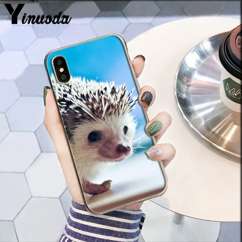 Darcy hedgehog Sheep