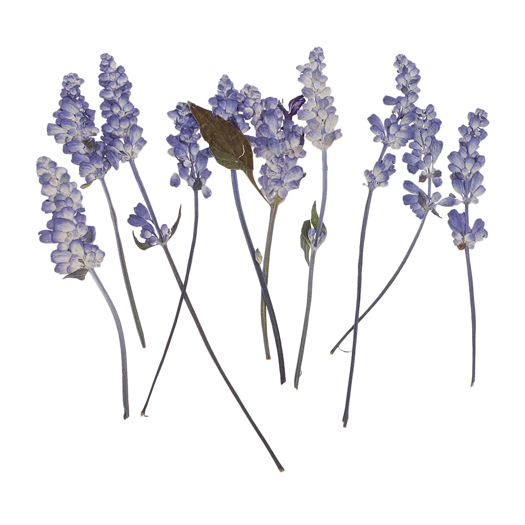 10PCS Beautiful Pressed Sage Flower Dried Flowers For Art Craft Scrapbooking for DIY Craft Home Decoration