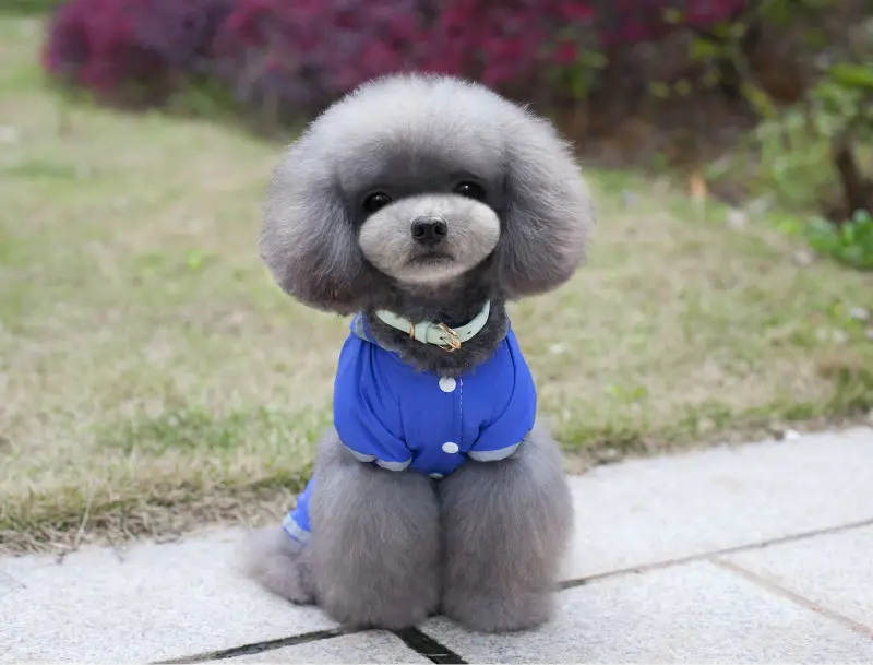 Y67_2017_New_Pet_Dog_Raincoat_Jacket_Clothes_Cute_Puppy_Dogs_Cats_Waterproof_4_legs_Jumpsuit_Rainwear_Teddy_dog_Slicker_ (8)