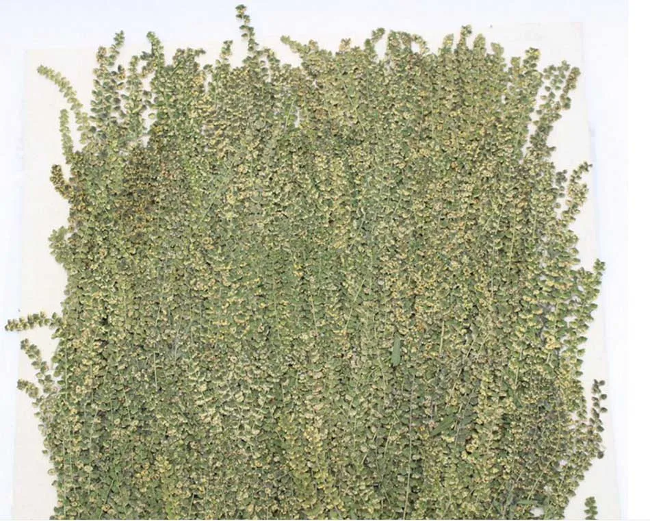 120pcs 6-8cm Pressed Dried Wild Grass Yellow Flower Plants Herbarium For Jewelry Bookmark Phone Case Frame Postcard Making DIY | Дом и сад