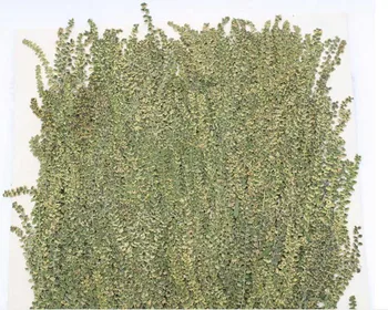 

120pcs 6-8cm Pressed Dried Wild Grass Yellow Flower Plants Herbarium For Jewelry Bookmark Phone Case Frame Postcard Making DIY