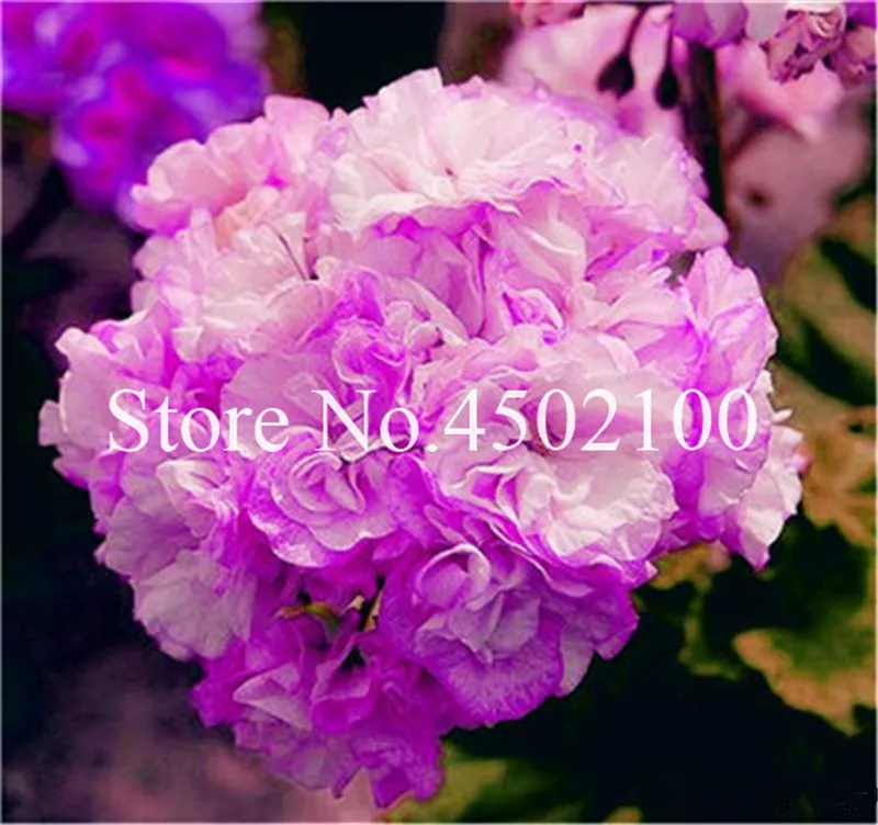 110 Pcs Colorful Geranium Bonsai Plantas Perennial Bonsai Flower Pelargonium Peltatum Flores Potted Geranium For Home Garden