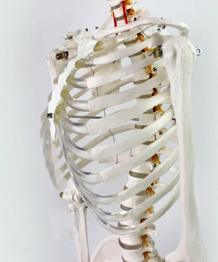 Fexible 170 см медицинская анатомическая Анатомия человека медицинская модель скелета оптом и в розницу плакат медицинская обучающая помощь анатомия