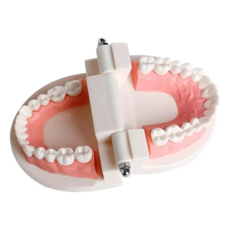 1 шт., модель белых зубов для взрослых, стандартный стоматологический обучающий инструмент, демонстрационный инструмент для орального медицинского образования