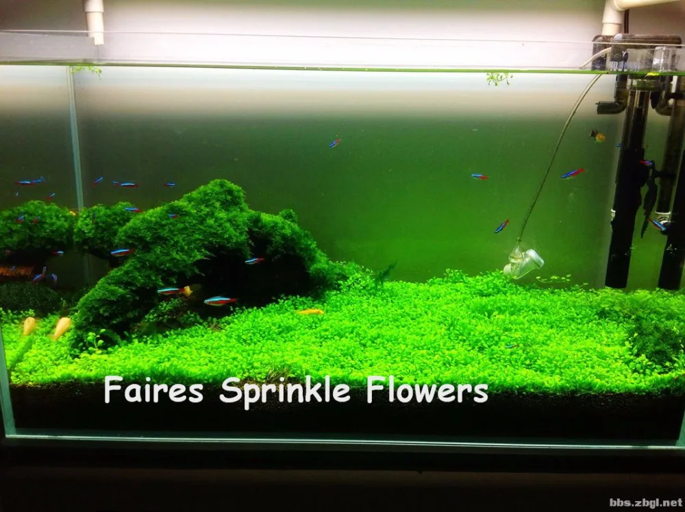 1000 Pcs Mini Leaf Grass Underwater Aquarium Grass Water