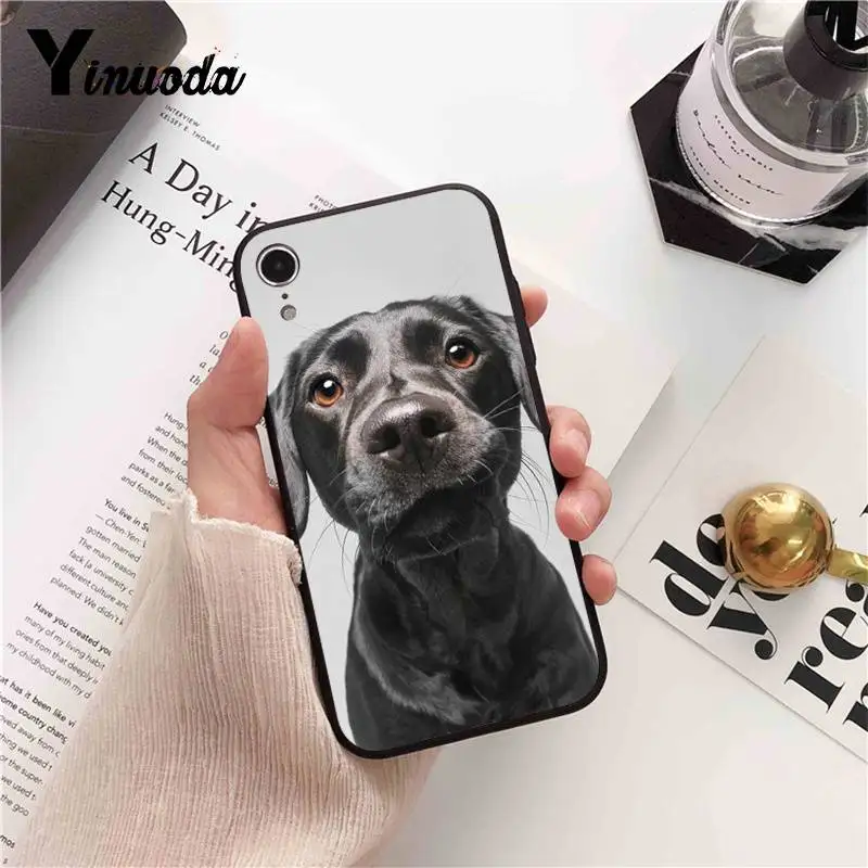 Dachshund Doberman Dog face