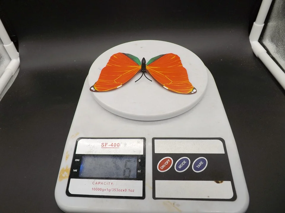 I226-Butterfly (14)