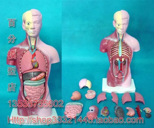 male torso 15 parts Mannequin 28cm human body model human body model