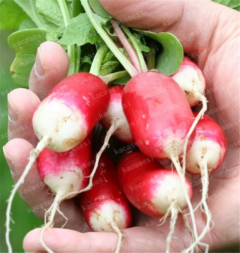 100 Pcs Rare Sausage Radish Bonsai Juicy And Nutritious Early Spring Radish Very Delicious Vegetable Garden Food Easy To Grow