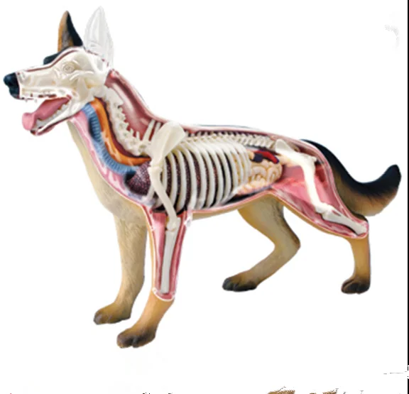

Dog 4d master puzzle Assembling toy Animal Biology organ anatomical model medical teaching model