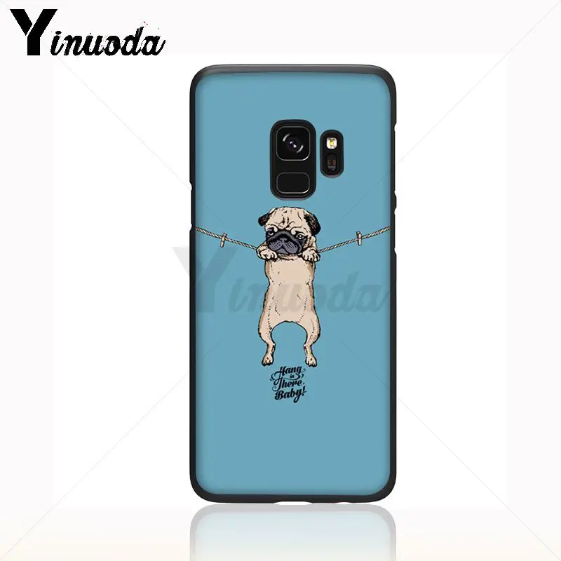 pug dog animal
