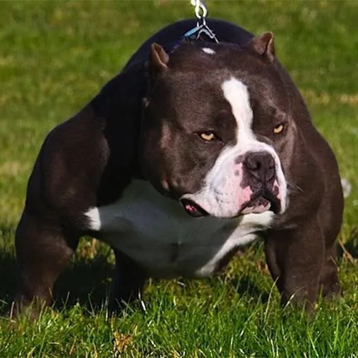 5d full diy square round diamond painting animal pets american bully