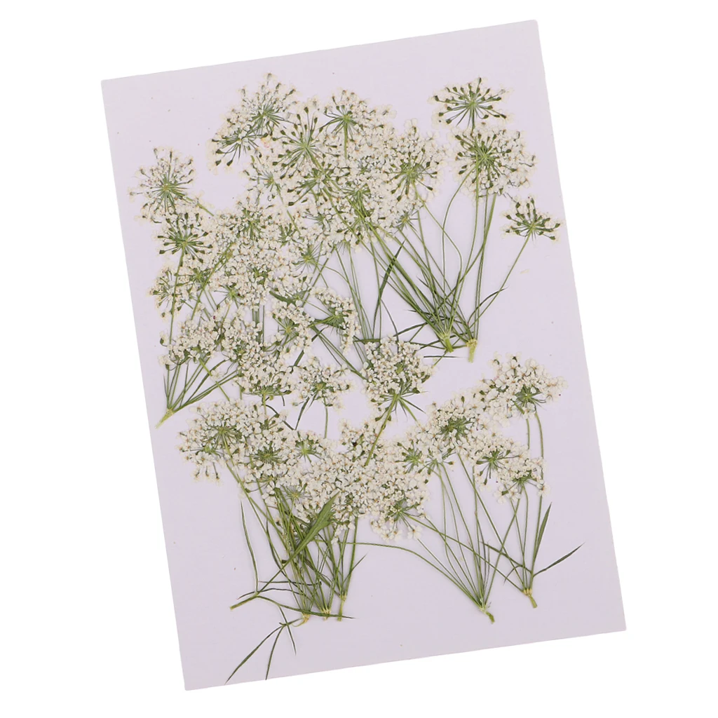 10 Pieces Natural Real Lace Flower Pressed Dried Flowers For DIY Ornament Craft Scrapbooking Jewelry Making Pendants Charms