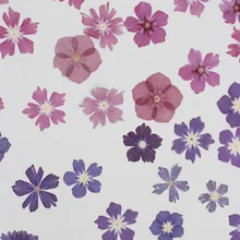 60 шт прессованный высушенный фиолетовый/розовый Флокс субулата цветок гербарий из растений Ювелирная открытка Закладка чехол для телефона пригласительная открытка DIY