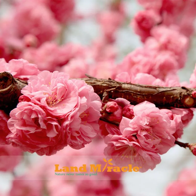 Pink Cherry Tree Anese Sakura Blossom Seeds 20pcs Ebay You May Also Like Pink Cherry Tree Anese Sakura