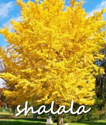 3pcs Large Gold Ginkgo Biloba bonsai Tree plant Beautiful Foliage Plants Perennial Unique Species Of MaidenhairTree bonsai plant 3pcs Large Gold Ginkgo Biloba bonsai Tree plant Beautiful Foliage Plants Perennial Unique Species Of MaidenhairTree bonsai plant
