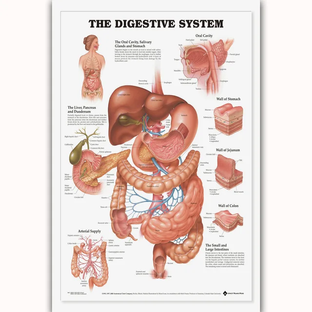 MQ2206 Human Body Structure Anatomy Information Chart Inside Hot Art