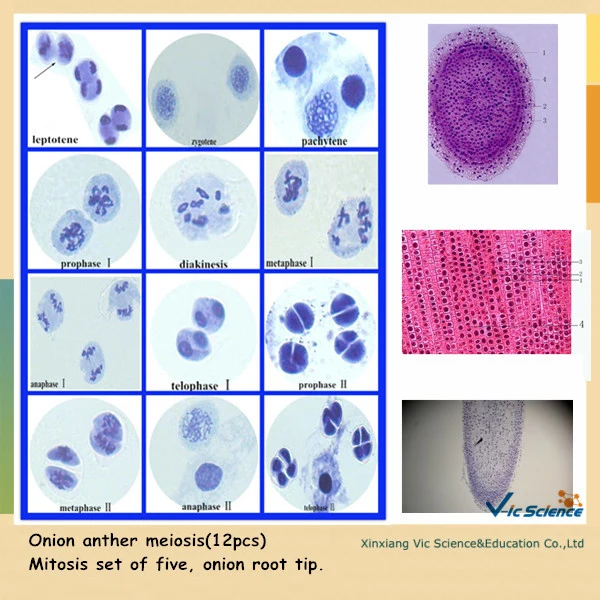 Meiosis And Mitosis Biology Prepared Slides Meiosis Slide Aliexpress