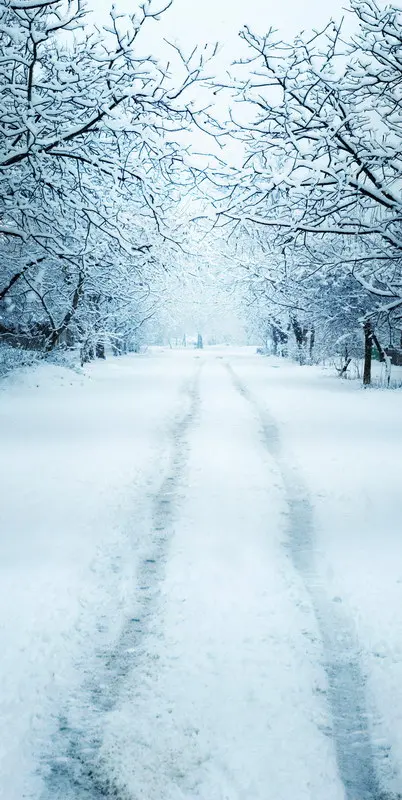 

8X12ft   thin vinyl photography  backgrounds Computer Printed forest snow  Photography backdrops for Photo studio CM-5194