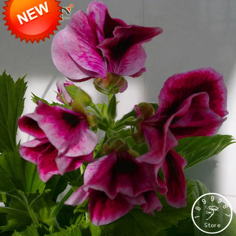 

Time-Limit!!20 Pcs/Lot Maple Leaf Geranium Bonsai, Perennial Flower Plant Pelargonium Domesticum Flowers for Rooms,#L4FY60