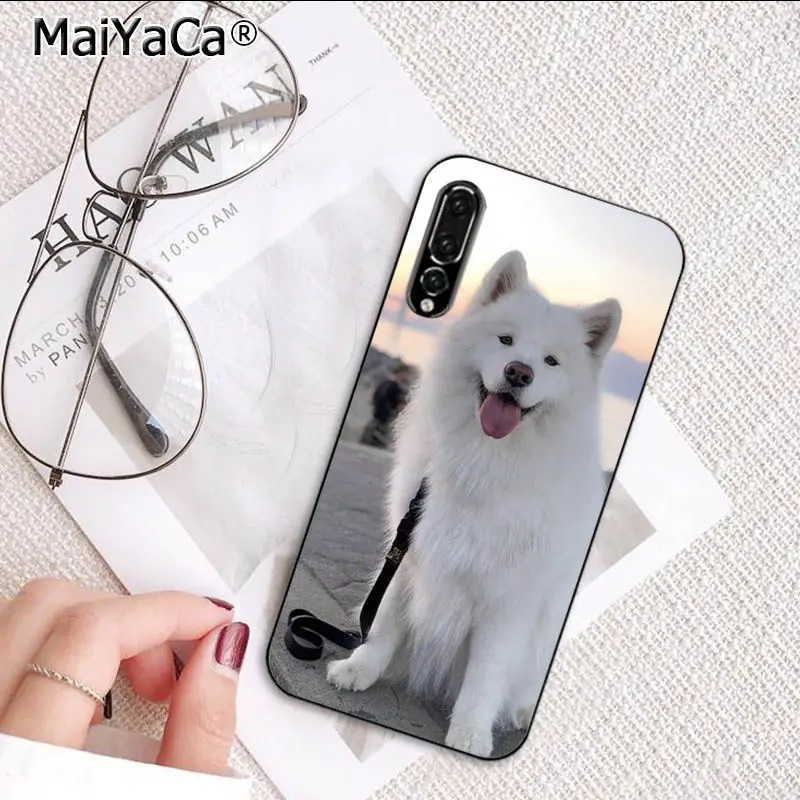 Cute Dog Husky