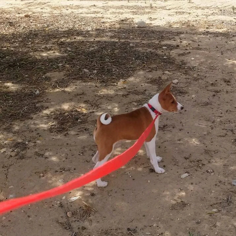 Регулируемый Новые Pet Поводок для собак нейлон поводки открытый домашние приводит подножка малых средних собак Lead обучение щенок кошка