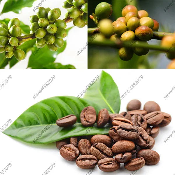 

20Pcs Kona Coffee Bean plants Awesome Easy to Grow Fruit for DIY Home Garden