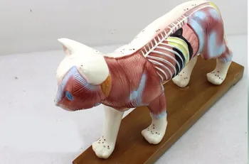 

Veterinarian's Cat Feline Acupuncture Model for Sale Medical Anatomy Meridian Surgery Model Skeleton Shadow Esqueleto Anatomia